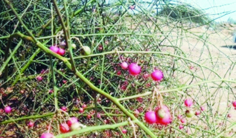 ثمار التنضب تشبه الكرز (مكة)