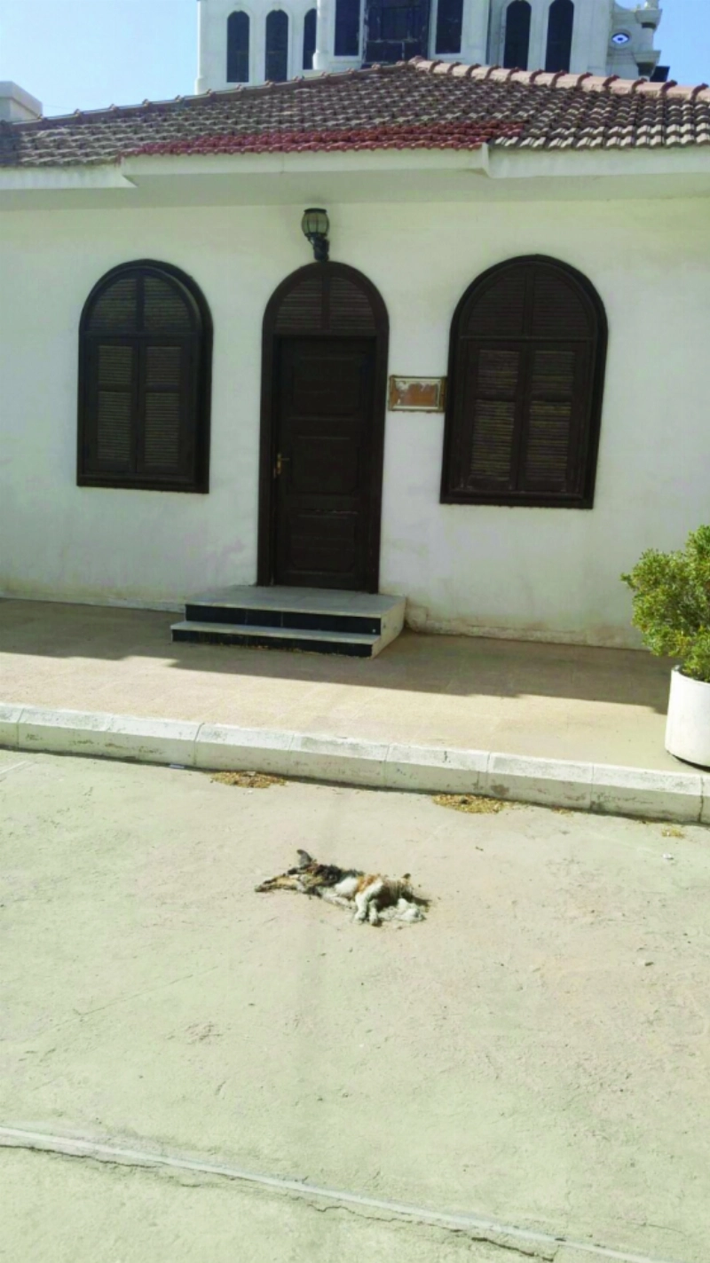 قطة نافقة داخل القصر