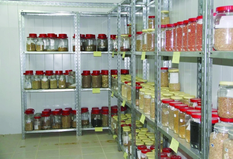 البنك الجيني بالأحساء (مكة)