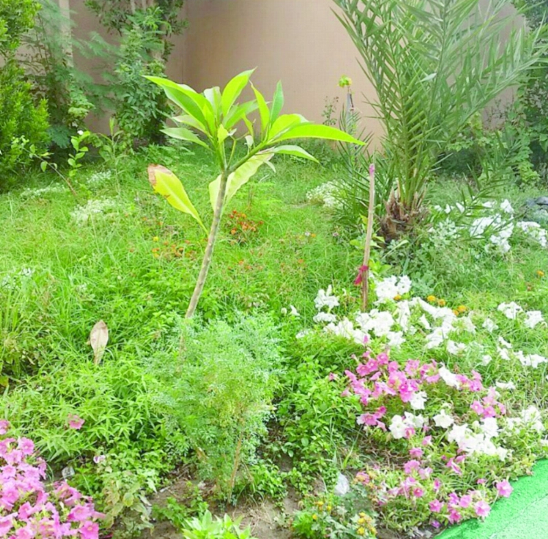حديقة المدرسة (مكة)
