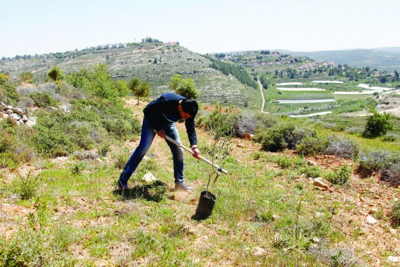 فلسطيني يزرع شجرة زيتون قرب مستوطنة في الضفة الغربية (إ ب أ)