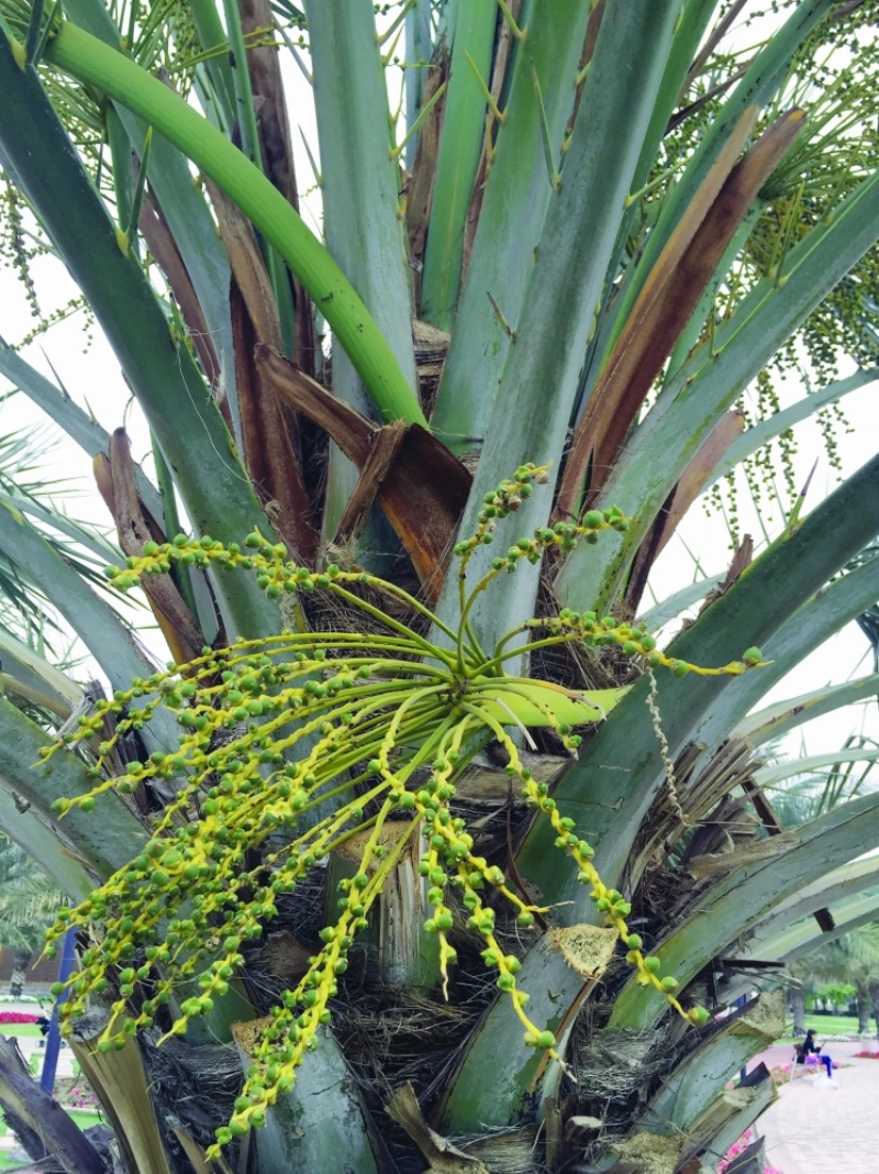 حال النخيل في شوارع نجران (مكة)
