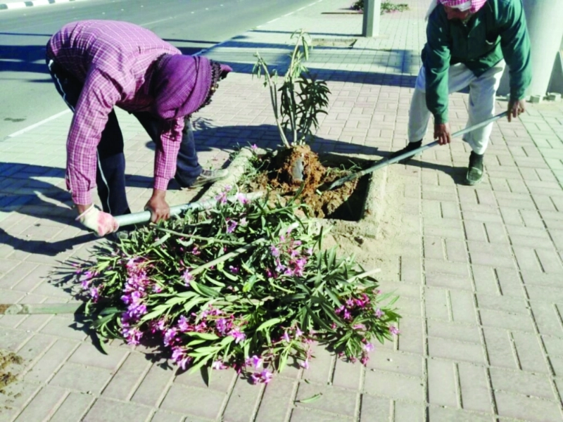 أشجار الدفلة بعد إزالتها من قبل بلدية الرس (مكة)