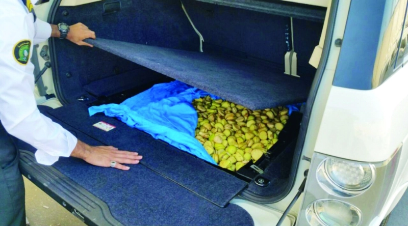 ثمار القورو المحظورة خلال ضبطها (مكة)