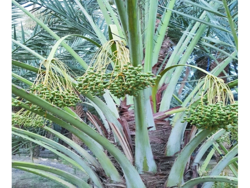 من مرحلة تعديل النخيل (واس)