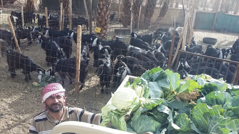 عامل يعلف المواشي بالملفوف (مكة)