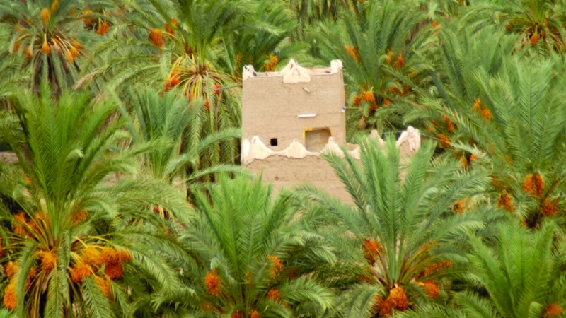 أحد النزل السياحية الزراعية (مكة)
