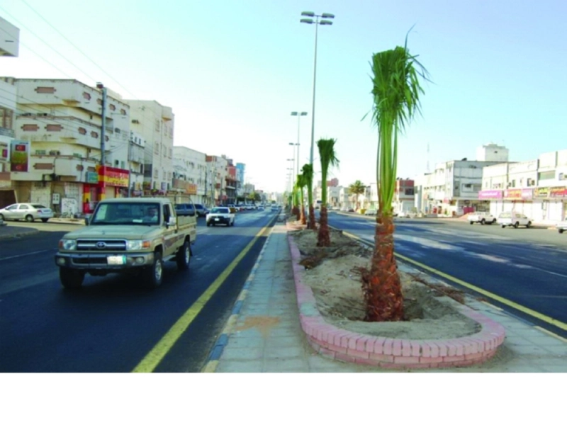 نخيل مزروع في الميادين (مكة)