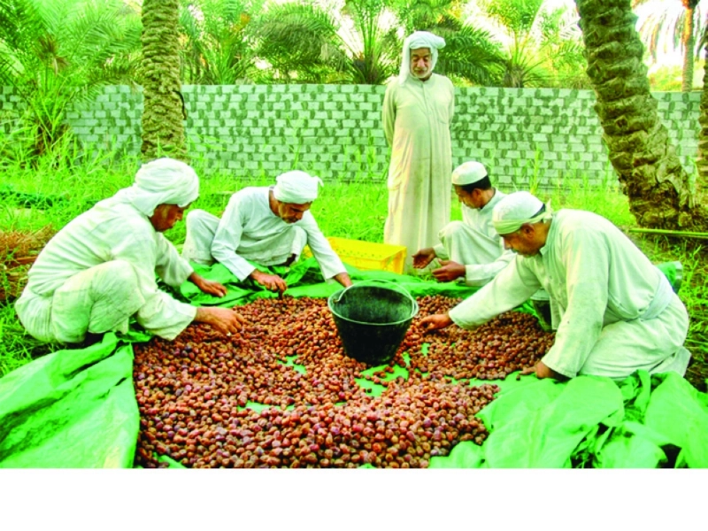 مزارعون يحصدون تمورهم الموسم الماضي (مكة)
