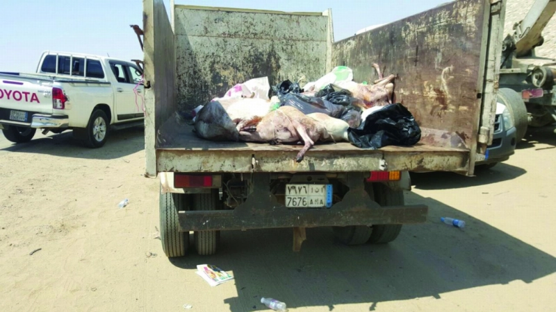 أضاح مهربة تم ضبطها بجدة (مكة)