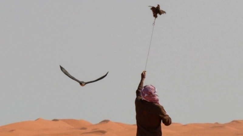 طائر الباز يجوب السماء الزرقاء والصحراء الصفراء