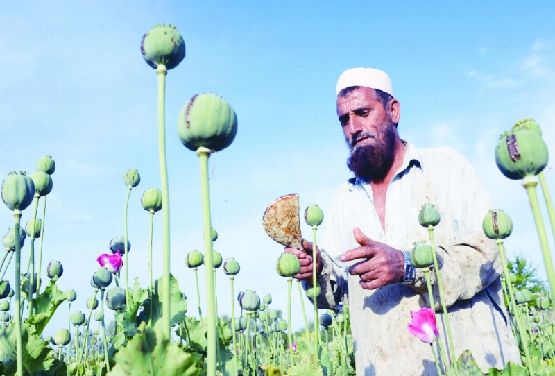 زراعات الخشخاش بأفغانستان (أ ف ب)