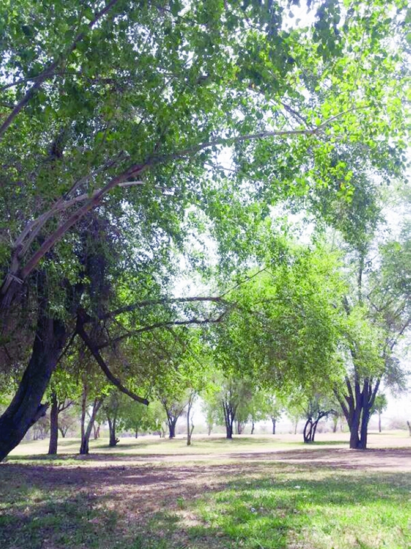 أشجار غابة سقام النادرة (مكة)