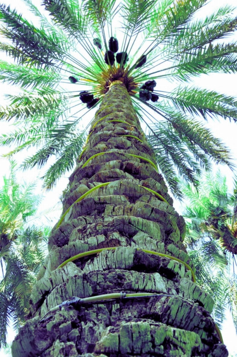 نخلة الأحساء (مكة)