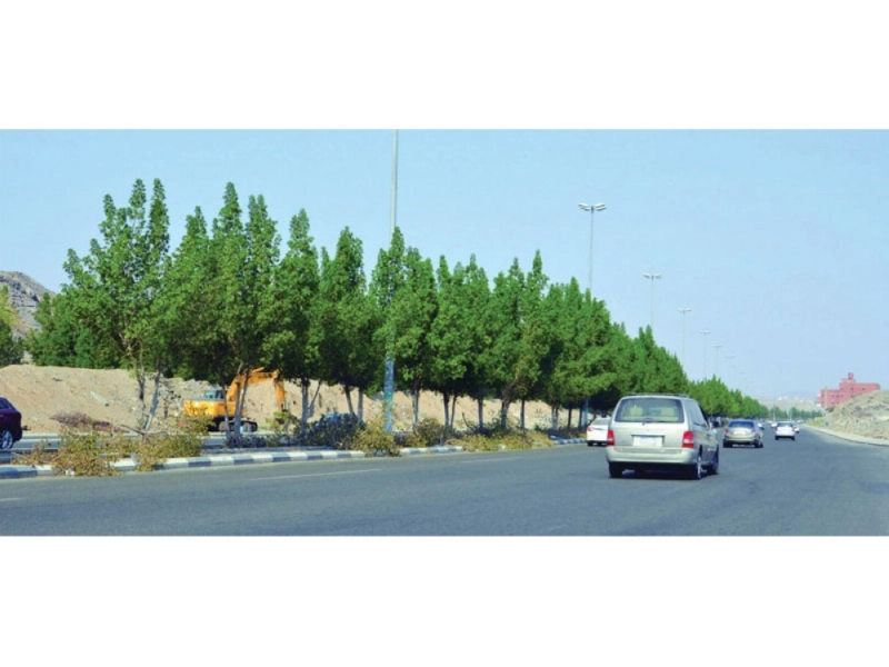 الأغصان المقطوعة على جانب الرصيف (عبدالمحسن دومان)