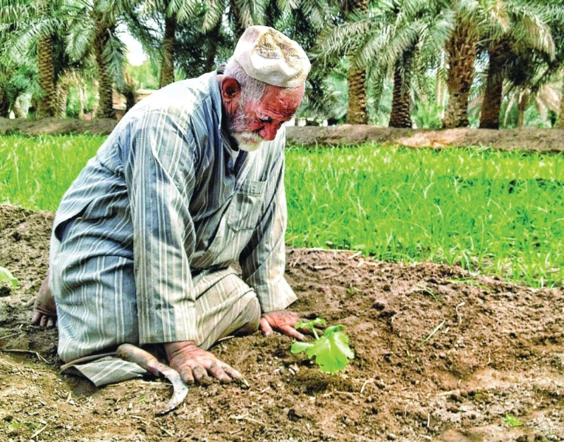فلاح يتأمل نبتة صغيرة من تصوير المهناء