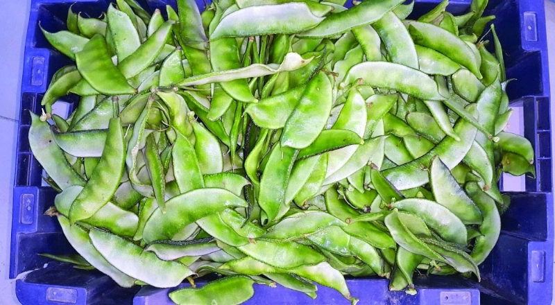 ثمار الشام (واس)