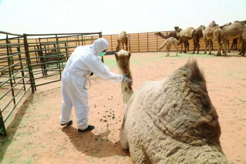 طبيب بيطري يفحص أحد إبل المهرجان (مكة)