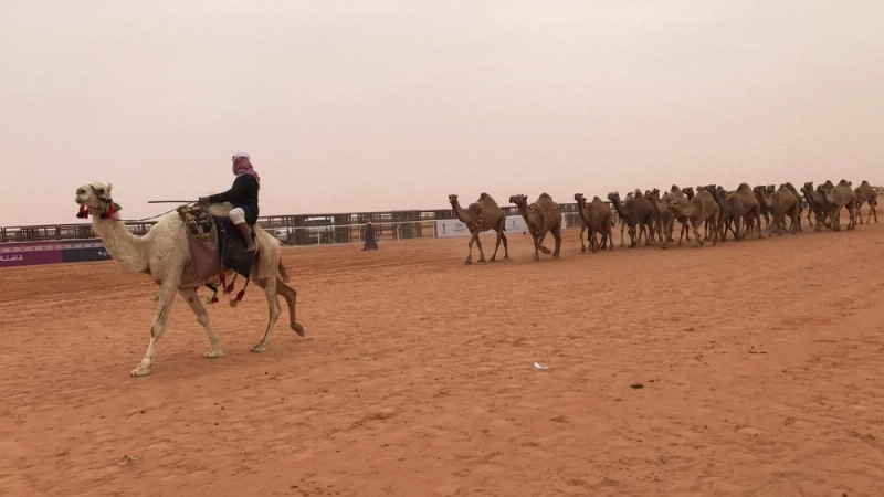 جانب من عروض اليوم الأول لفئة الشعل من مزايين الإبل