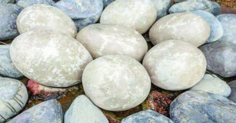 حفريات بيض الديناصور (د ب أ)