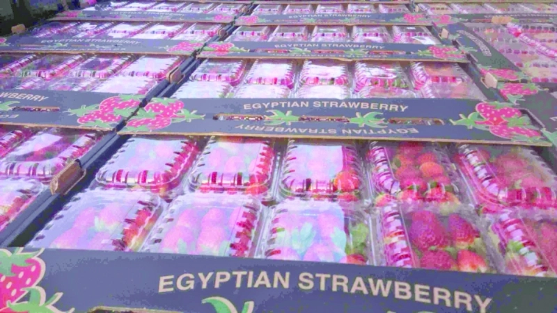 فراولة مصرية معدة للتصدير (مكة)