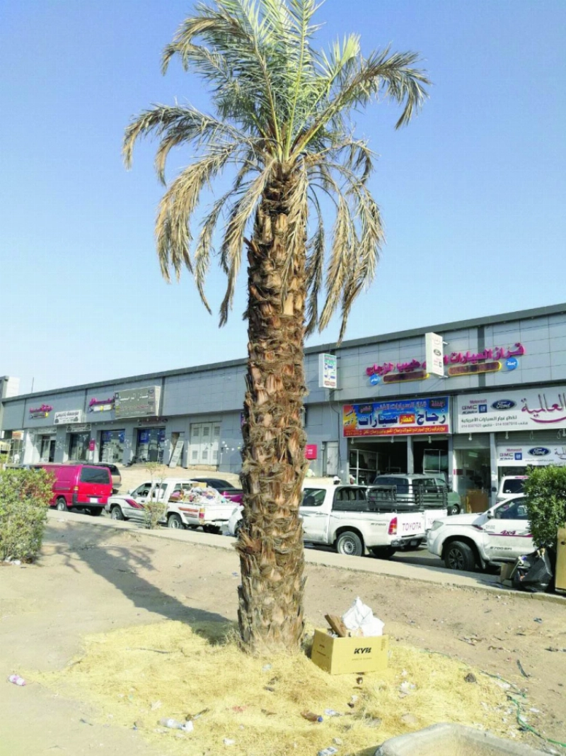 إحدى أشجار النخيل متأثرة بالعطش (مكة)