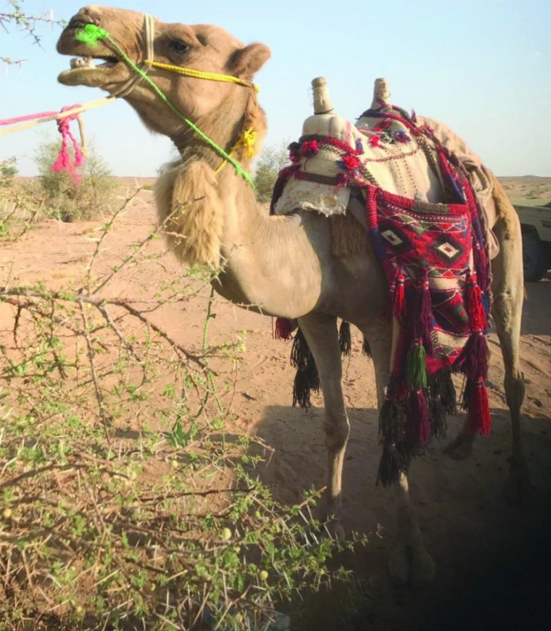 الجمل المستخدم في التهريب (مكة)