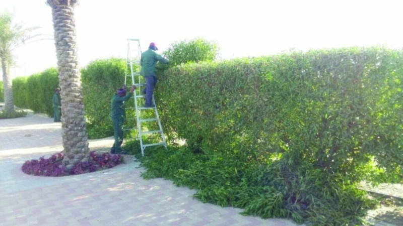 عمالة بلدية بقيق يباشرون أعمالهم (مكة)