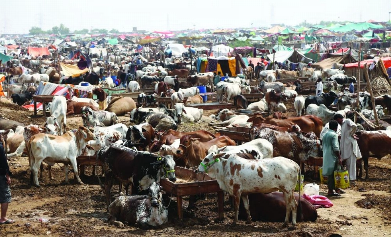 epa06157225 Vendors wait for customers as they sale sacrificial animals ahead of the Eid al-Adha festival, in Karachi, Pakistan, 23 August 2016. Eid al-Adha is the holiest of the two Muslims holidays celebrated each year, with this year will be celebrated on 02nd September. Eid al-Adha marks the yearly Muslim pilgrimage (Hajj) to visit Mecca, the holiest place in Islam. Muslims slaughter a sacrificial animal and split the meat into three parts, one for the family, one for friends and relatives, and one for the poor and needy. EPA/REHAN KHAN