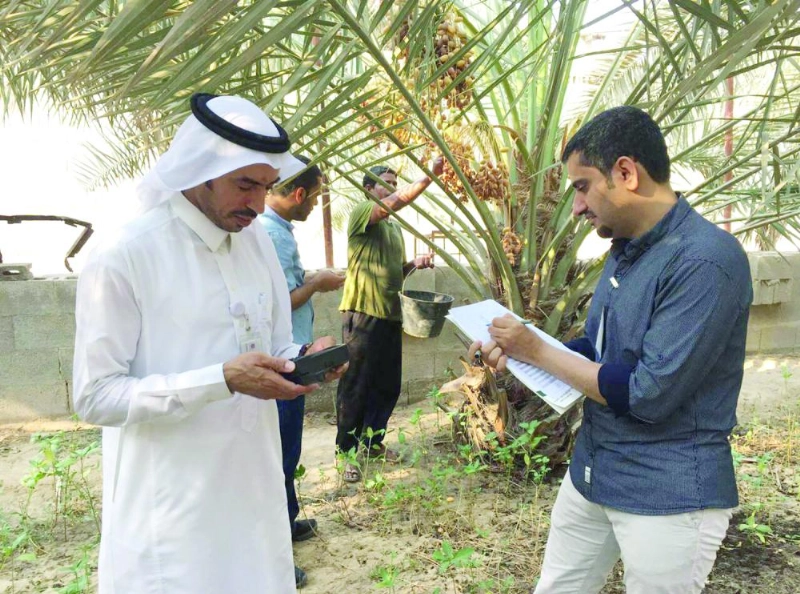 مفتش يتأكد من خلو أشجار النخيل من المبيدات (واس)