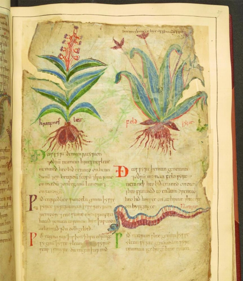 صفحات من الكتاب (Colossal)