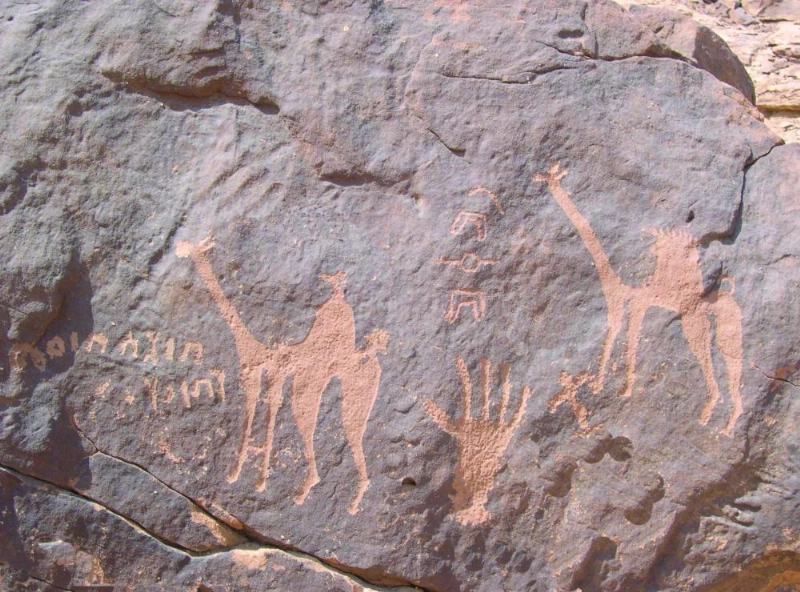 من صور الإبل الواردة في الكتاب (واس)