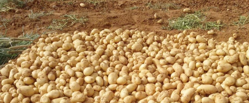 محصول البطاطس لإحدى المزارع (مكة)