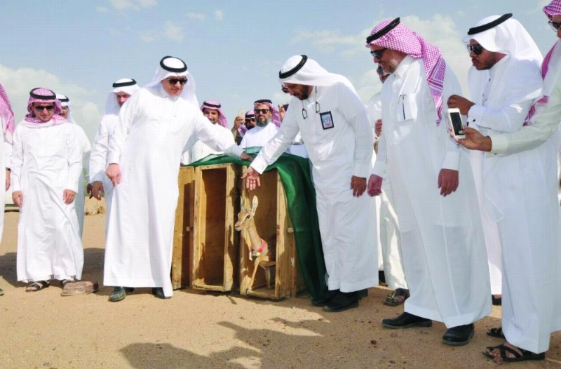 من إطلاق ظباء الإدمي (واس)