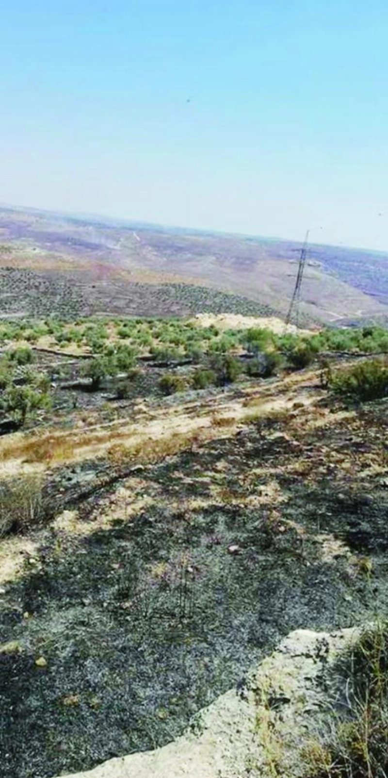 حرق أكثر من 300 شجرة زيتون في أراضي قرية تل قضاء نابلس (فلسطين الآن)