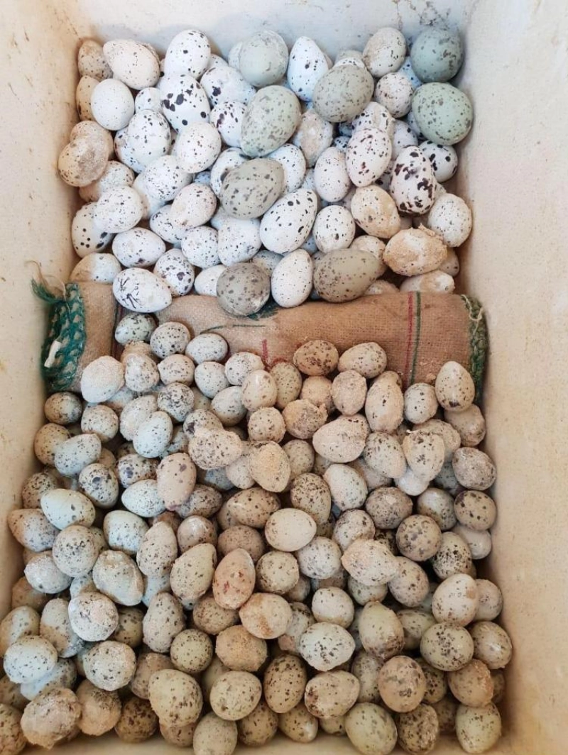 بيض طيور المحمية (واس)
