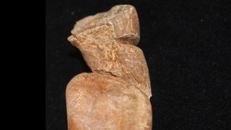 السن الأثري (science)