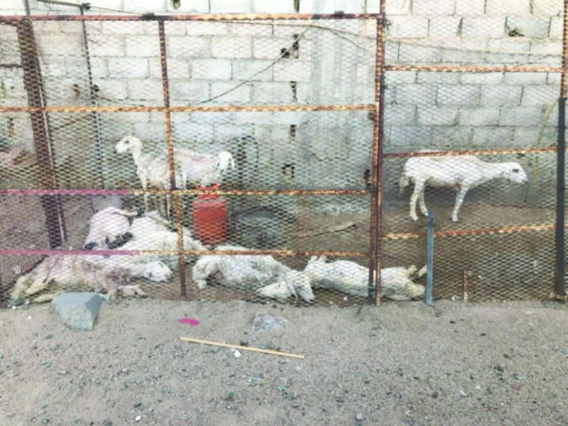 أغنام هزيلة بالمطبخ (مكة)