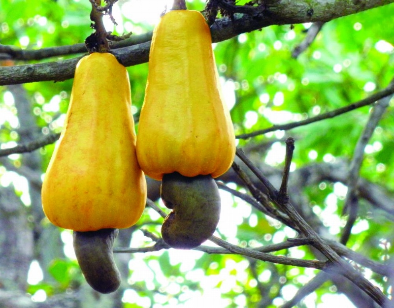 الكاجو في طور النمو (مكة)