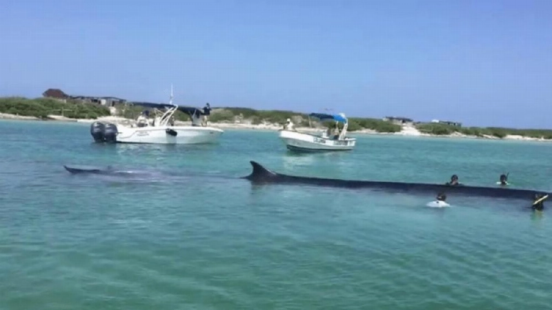الحوت (Riviera Maya Mexico News)