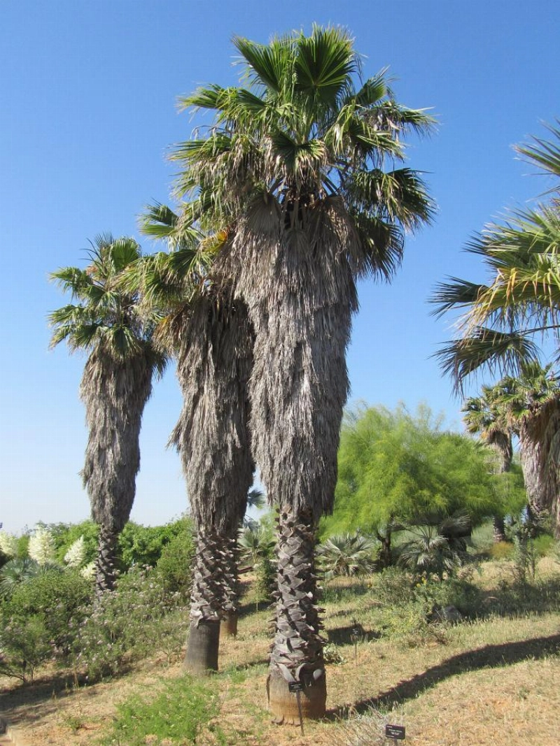 شجرة الواشنطينا (مكة)