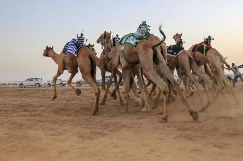 من سباقات اليوم الرابع أمس (هيئة الرياضة)