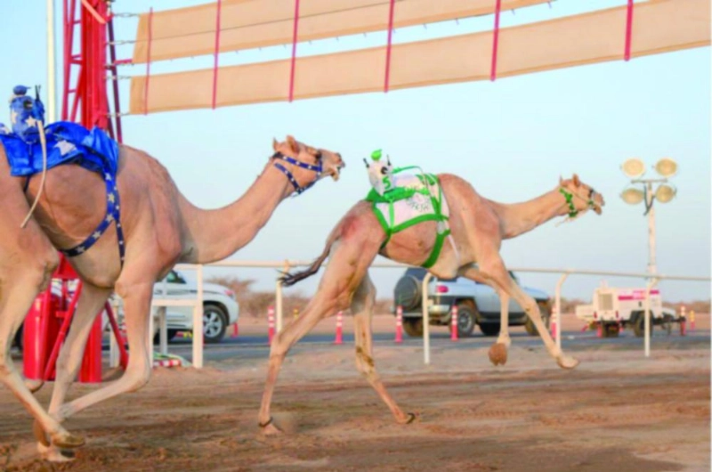 من سباقات الهجن في الطائف (مكة)