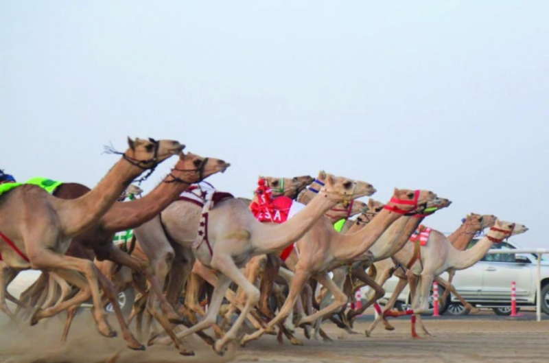 من سباقات مهرجان ولي العهد للهجن (واس)