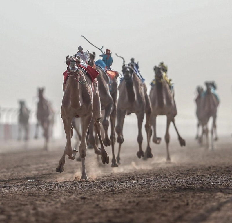جانب من سباقات الهجن (هيئة الرياضة)