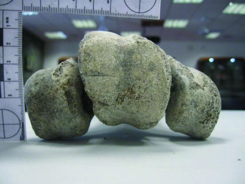 عظام طير الفيل (موقع Archaeology)