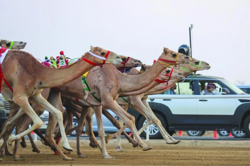 جانب من مهرجان ولي العهد للهجن (هيئة الرياضة)