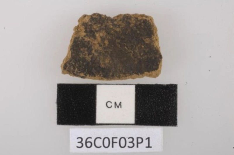 جوزة الطيب (ScienceDaily)