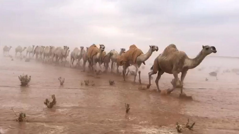 من المقطع
