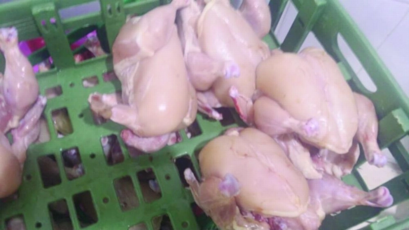 دجاج فاسد ضبطته البلدية (مكة)